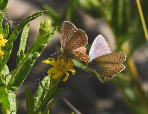 Polyommatus icarus